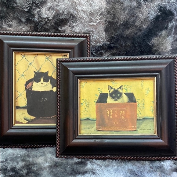 2 Miss Meka Cat Picture Paul Stagg The Bombay Company Stephanie Hoppen - Picture 1 of 16